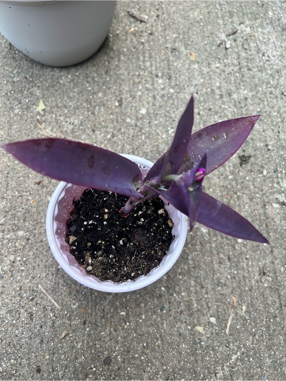 Purple Heart Tradescantia plant rooted start